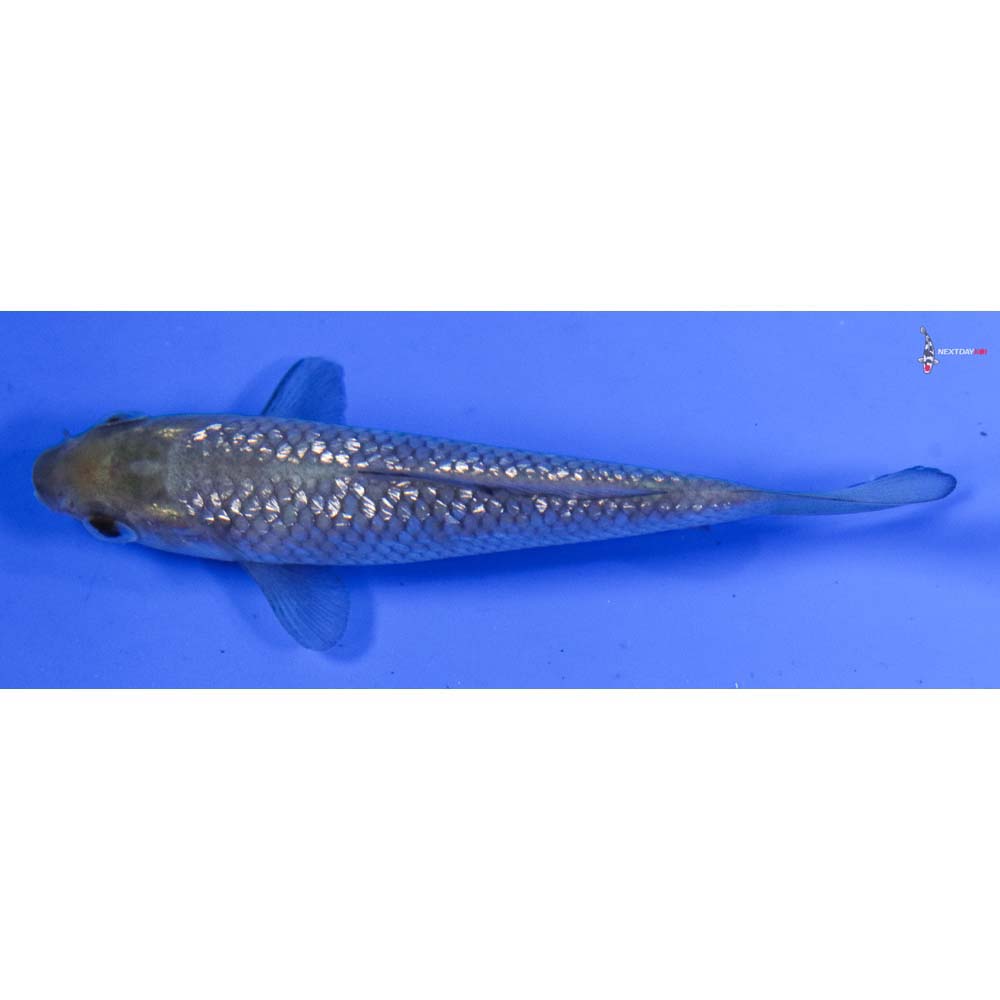 3” Imported Gin Rin Soragoi