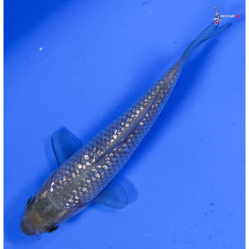 3” Imported Gin Rin Soragoi