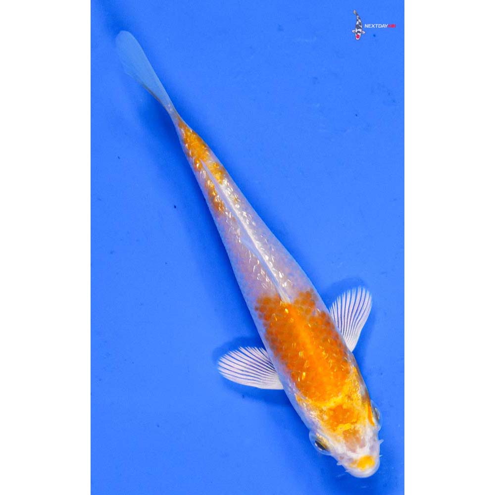 3.5” Imported Gin Rin Lemon Hariwake