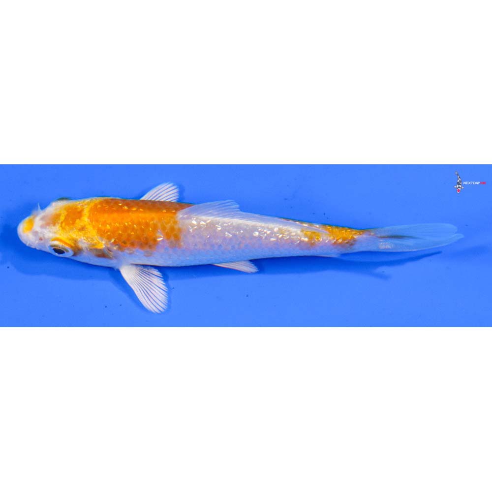 3.5” Imported Gin Rin Lemon Hariwake