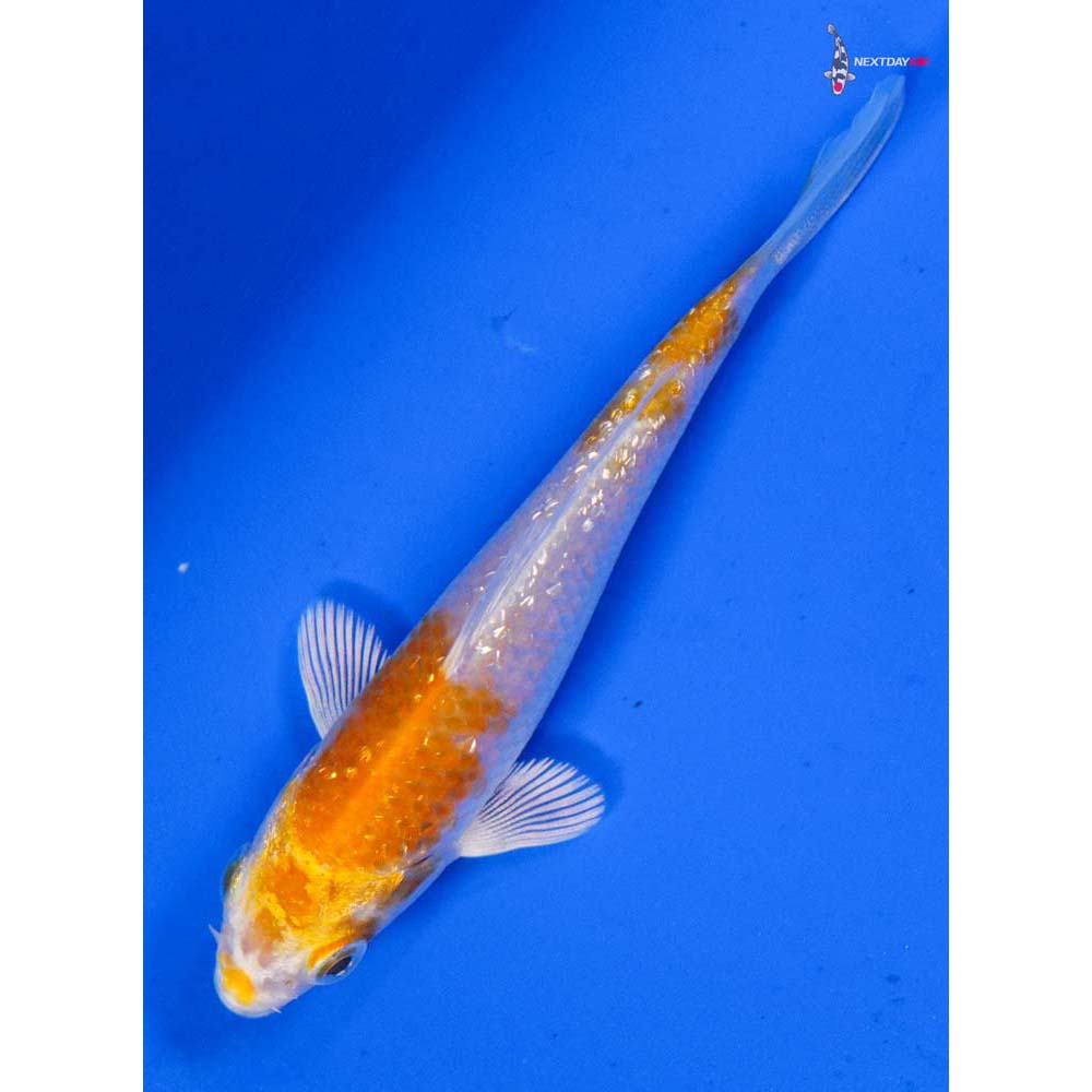 3.5” Imported Gin Rin Lemon Hariwake