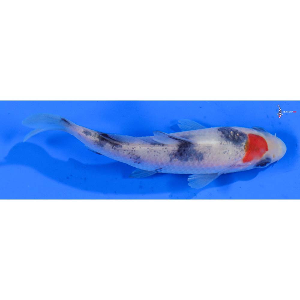 3.5” Imported Sanke