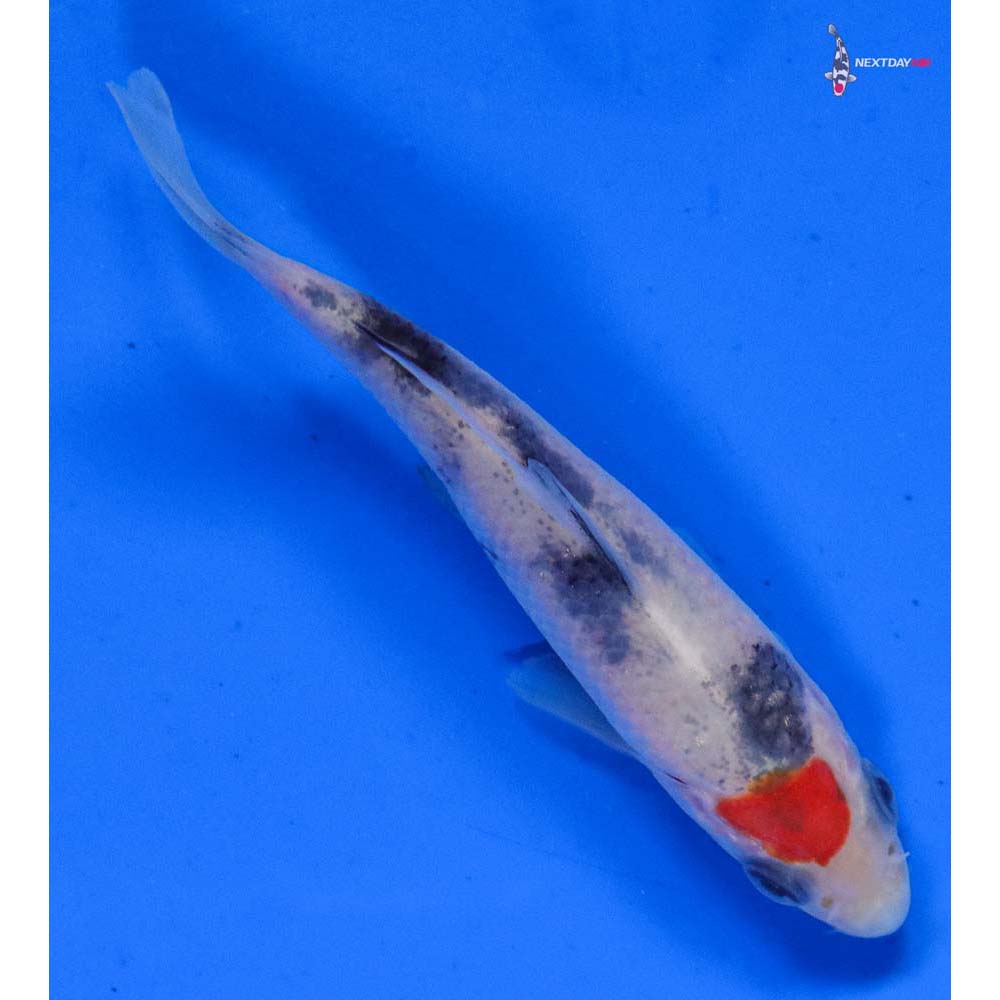 3.5” Imported Sanke