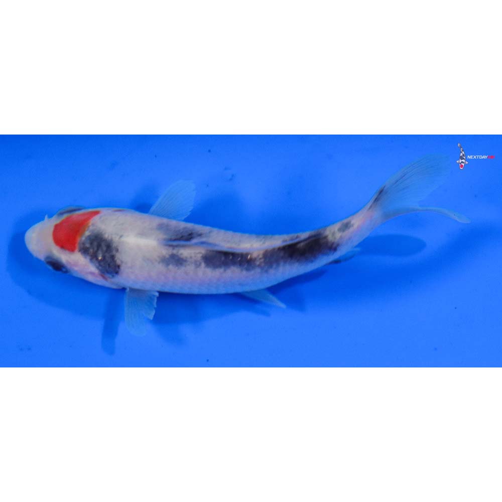 3.5” Imported Sanke