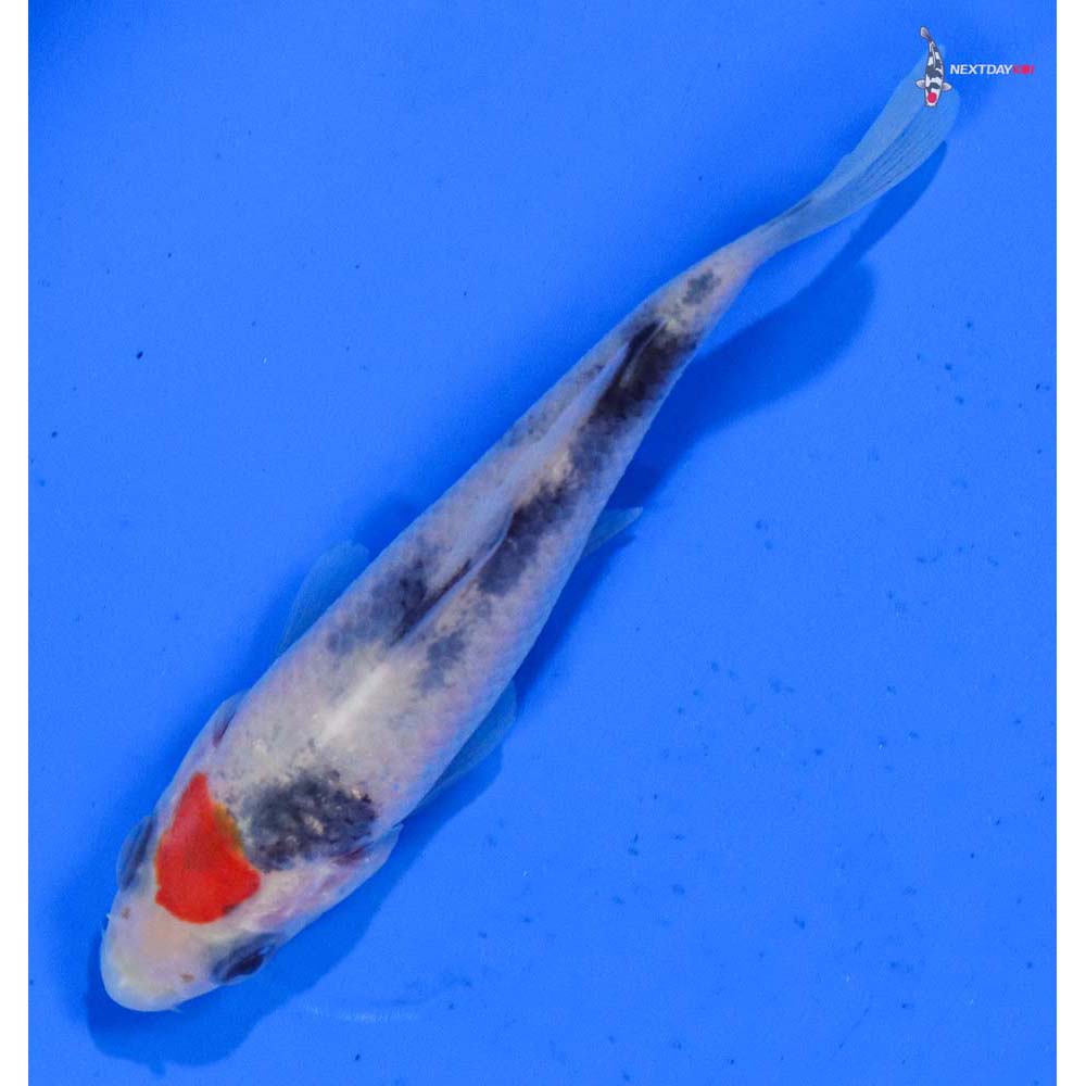 3.5” Imported Sanke