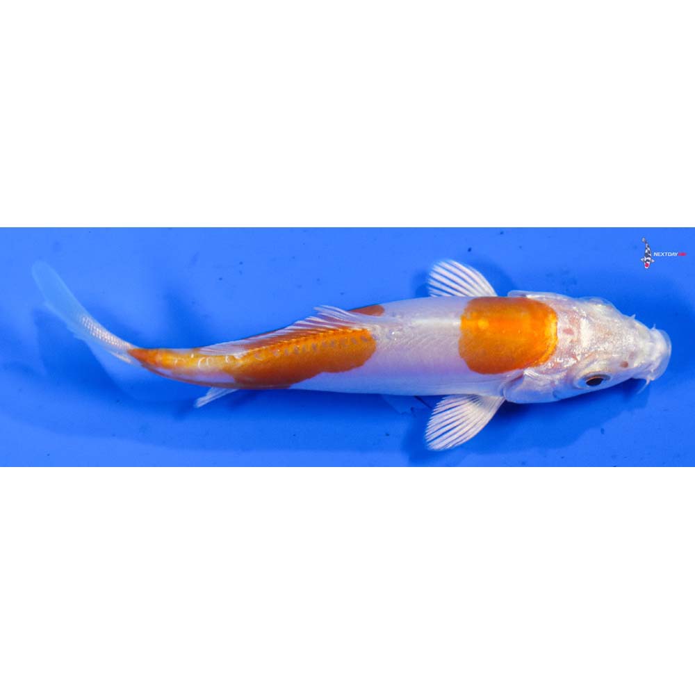 3.5” Imported Kikusui