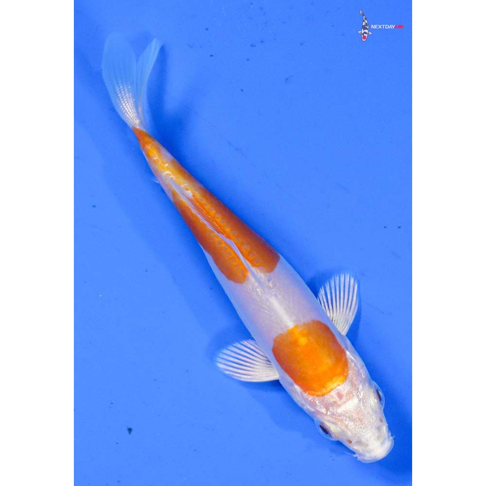 3.5” Imported Kikusui