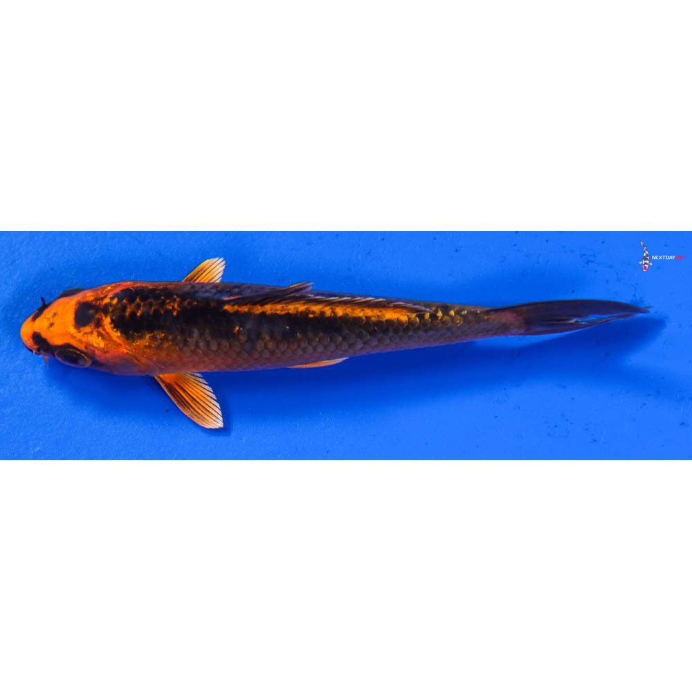 3.5” Imported Orenji Matsuba