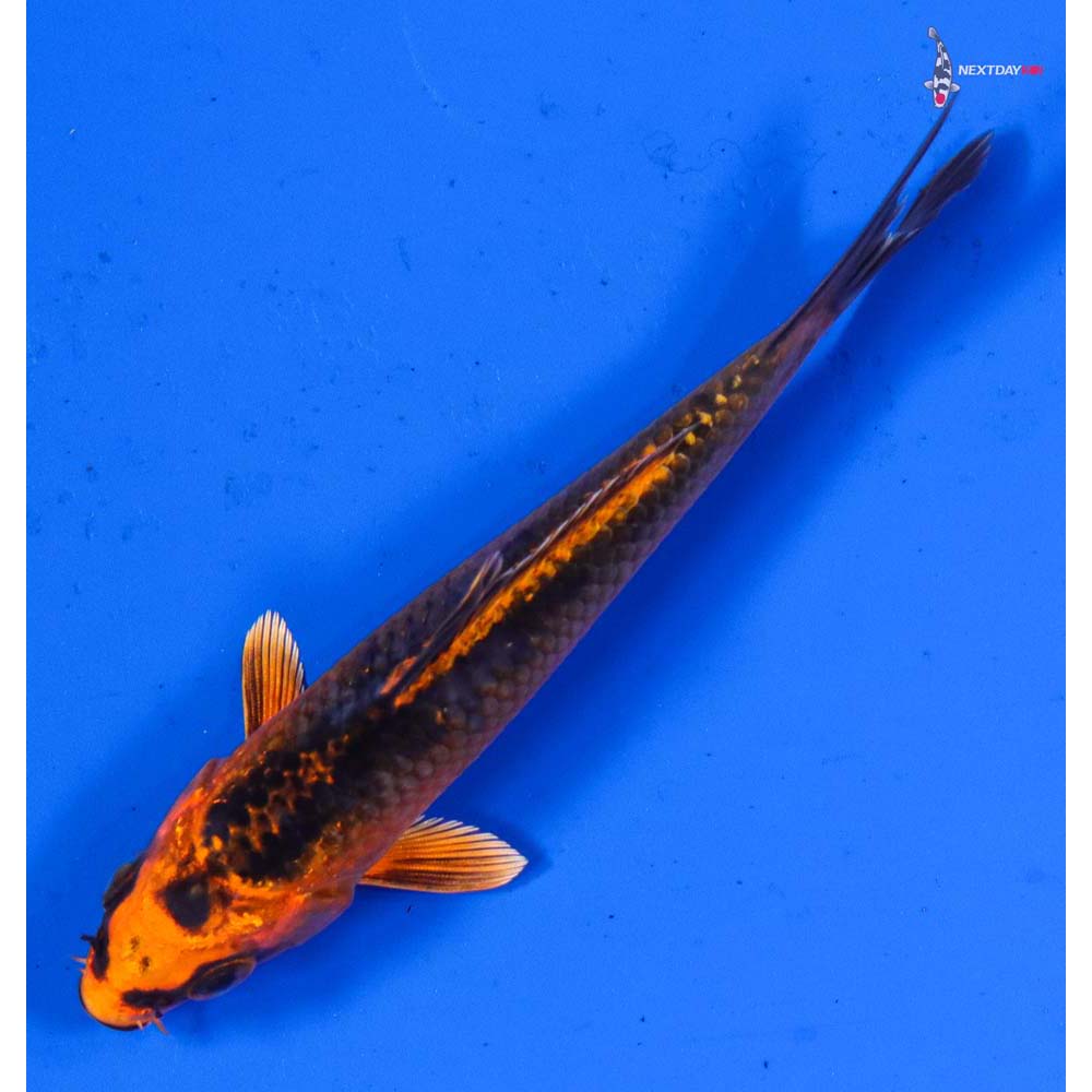 3.5” Imported Orenji Matsuba