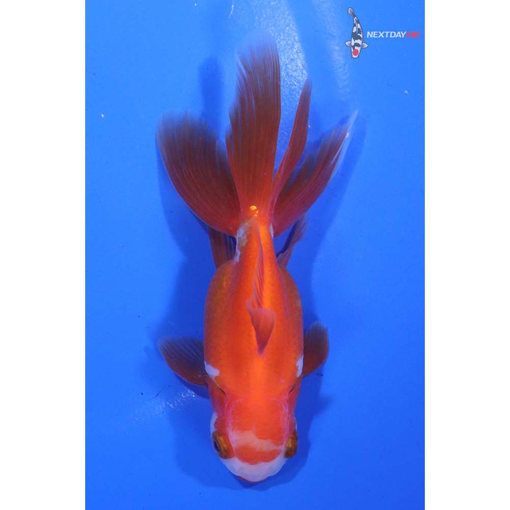 4” Imported Red and White Oranda