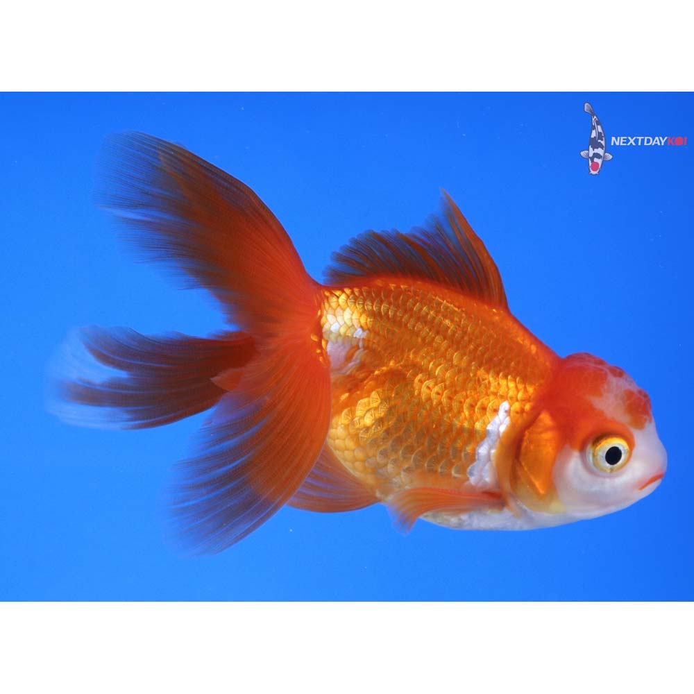 4” Imported Red and White Oranda