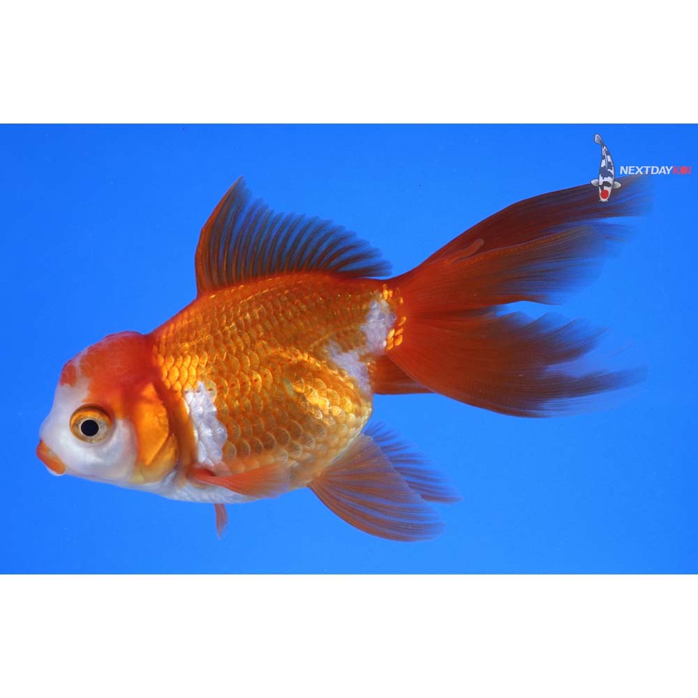 4” Imported Red and White Oranda