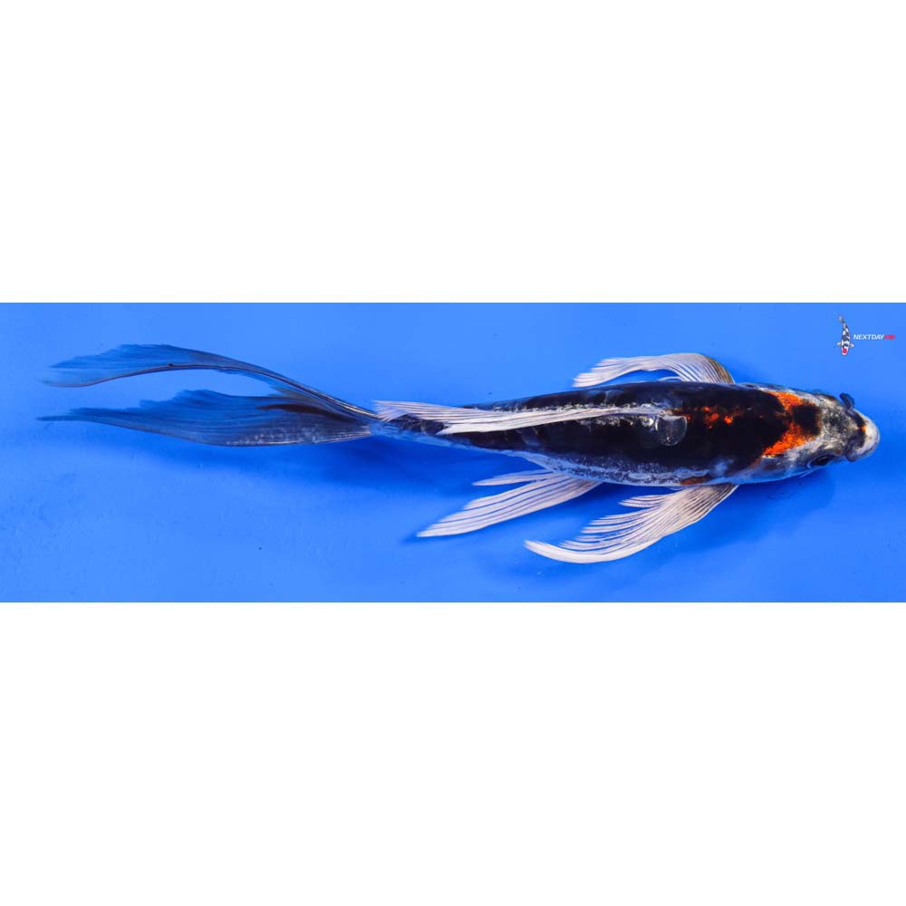 8” Imported Kin Kikokuryu Butterfly Koi