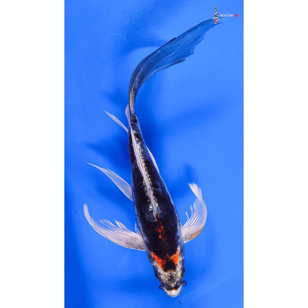 8” Imported Kin Kikokuryu Butterfly Koi