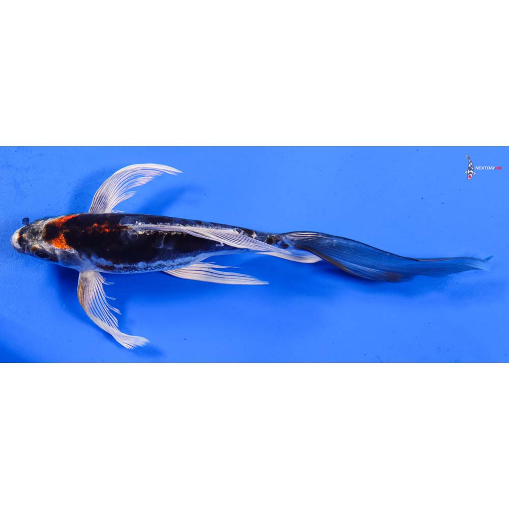 8” Imported Kin Kikokuryu Butterfly Koi