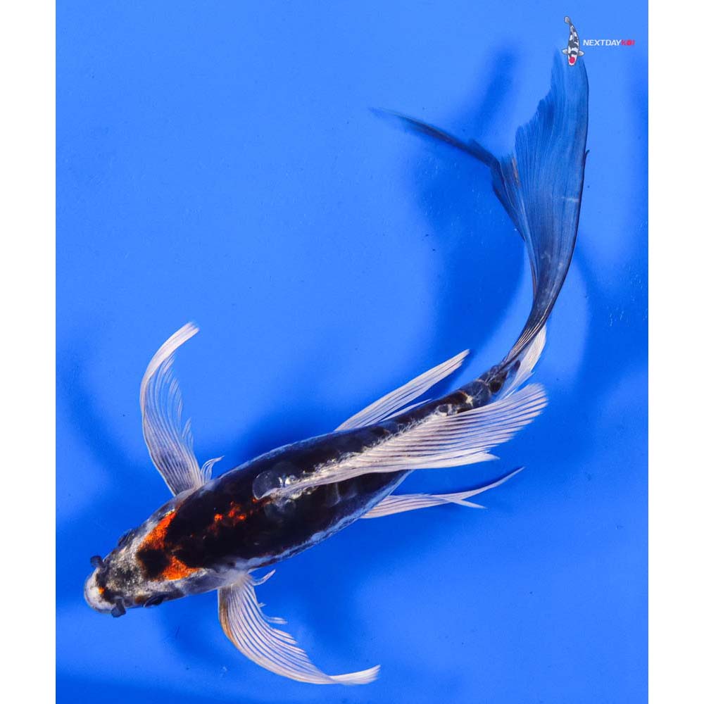8” Imported Kin Kikokuryu Butterfly Koi