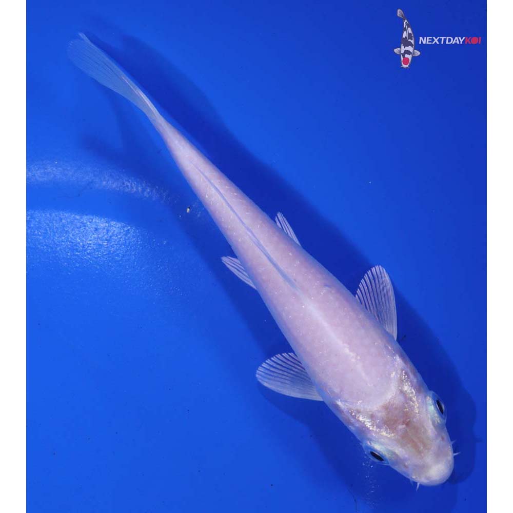 5” Imported Platinum Ogon