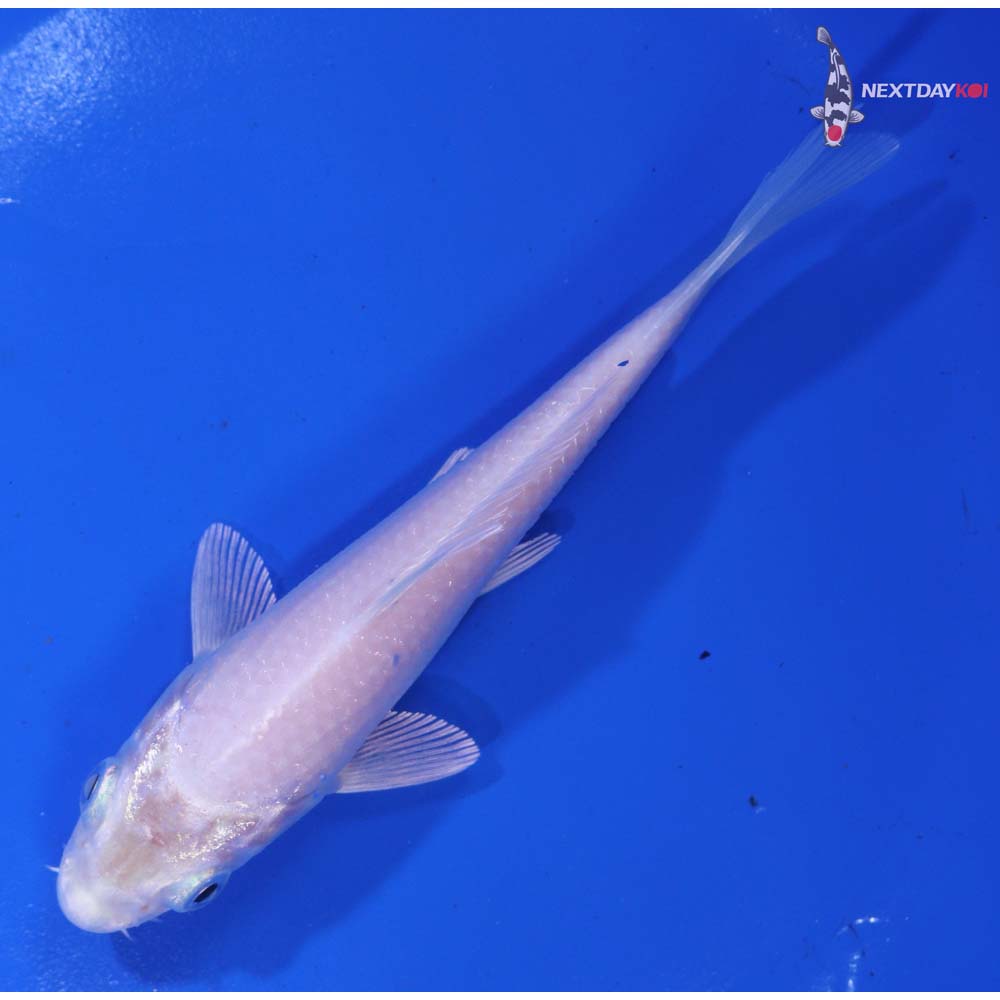 5” Imported Platinum Ogon