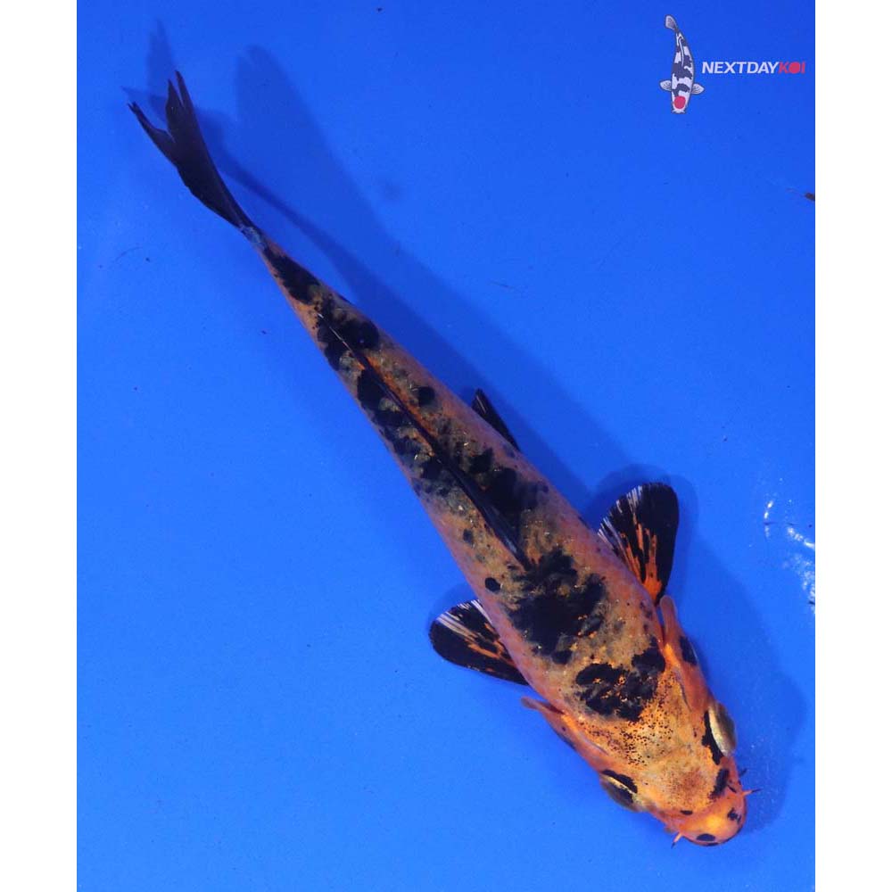 5.5” Imported Kin Aka Bekko