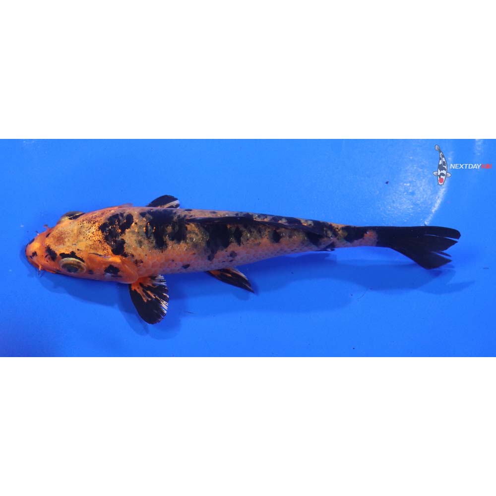 5.5” Imported Kin Aka Bekko