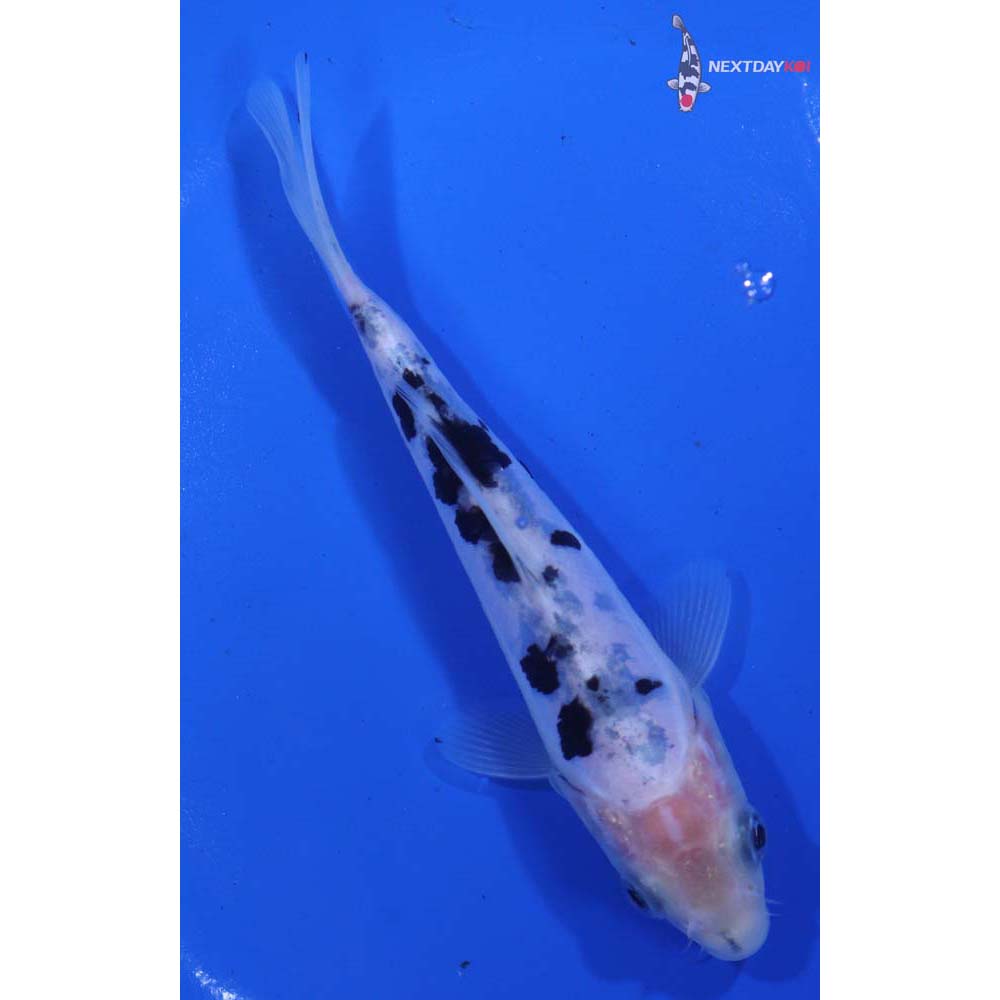 5.5” Imported Doitsu Shiro Bekko