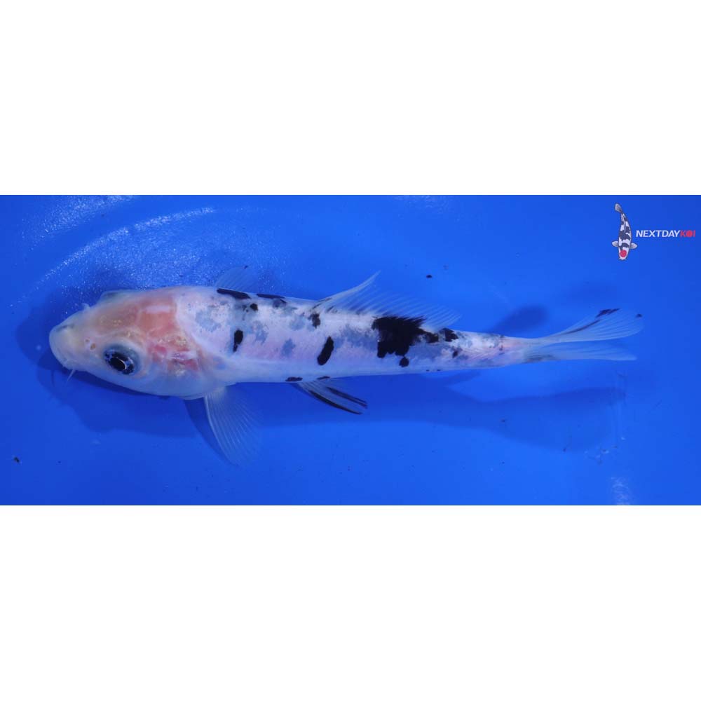 5.5” Imported Doitsu Shiro Bekko