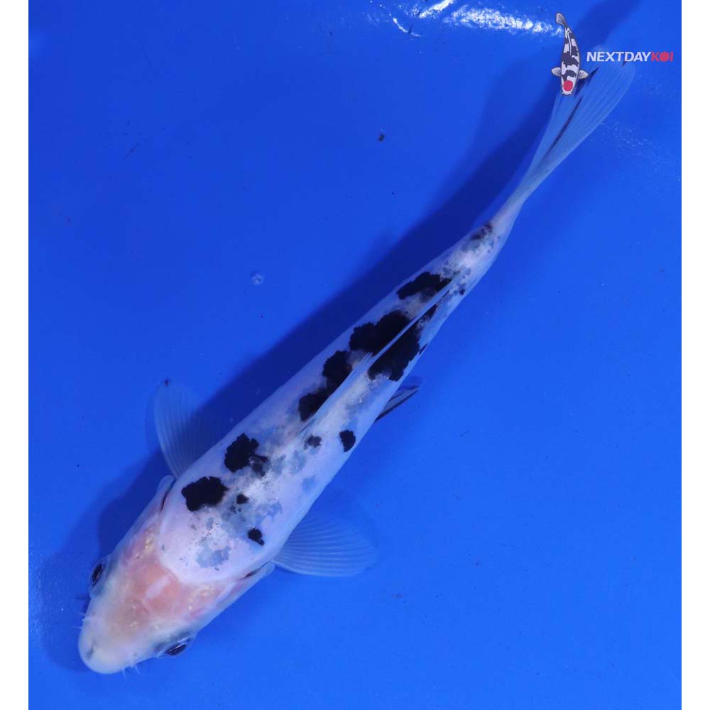 5.5” Imported Doitsu Shiro Bekko