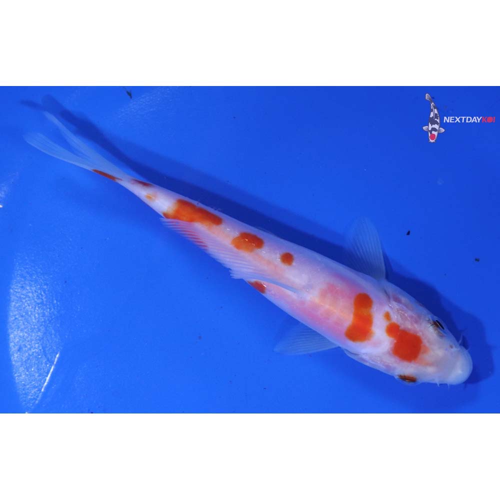 5” Imported Doitsu Kohaku
