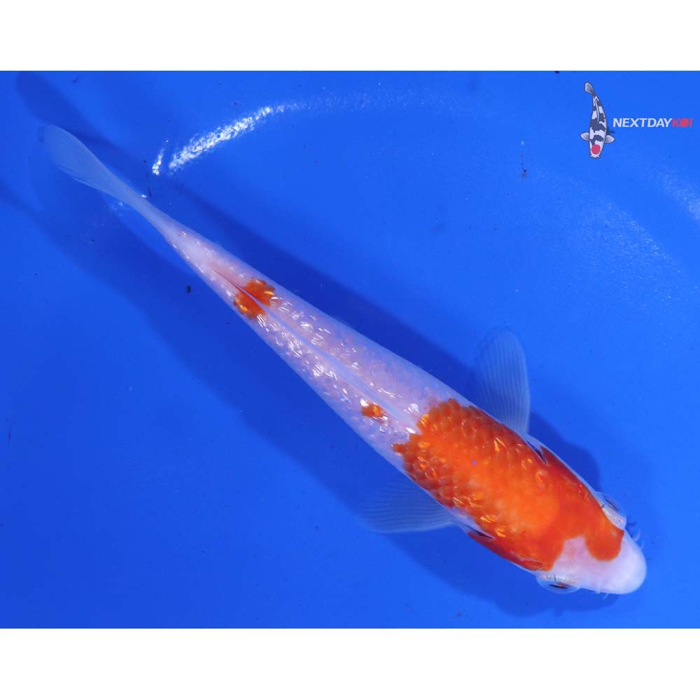 5.5” Imported Gin Rin Kohaku