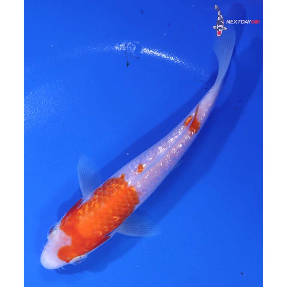 5.5” Imported Gin Rin Kohaku