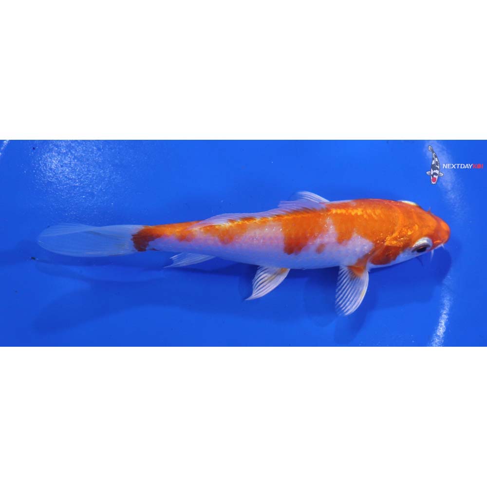 5.5” Imported Hariwake