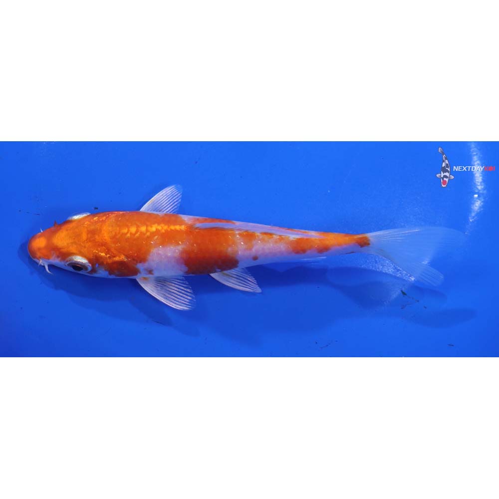 5.5” Imported Hariwake