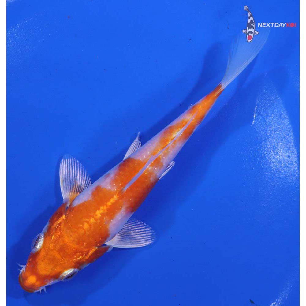 5.5” Imported Hariwake