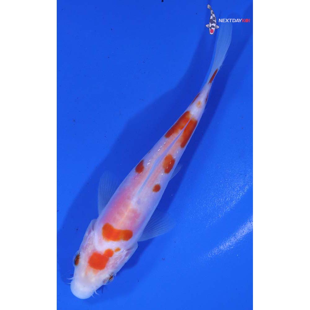 5” Imported Doitsu Kohaku