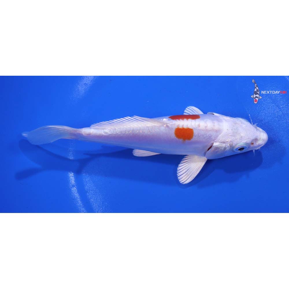 5.5” Imported Kikusui