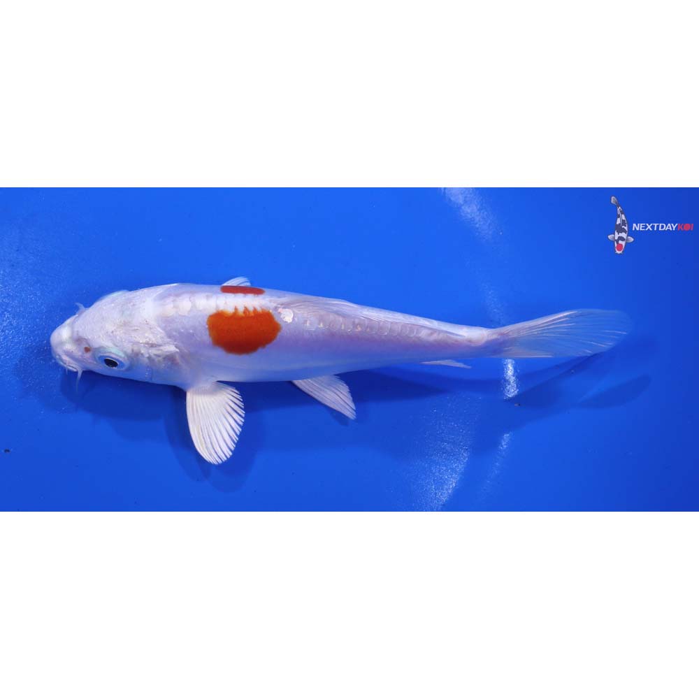 5.5” Imported Kikusui