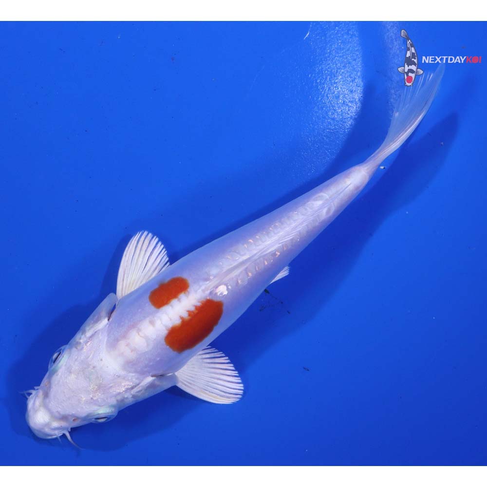 5.5” Imported Kikusui