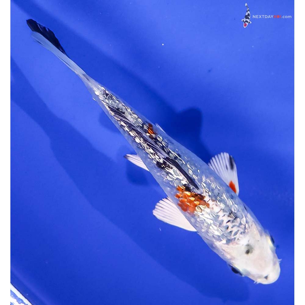 4” Imported Gin Rin Yamato Nishiki