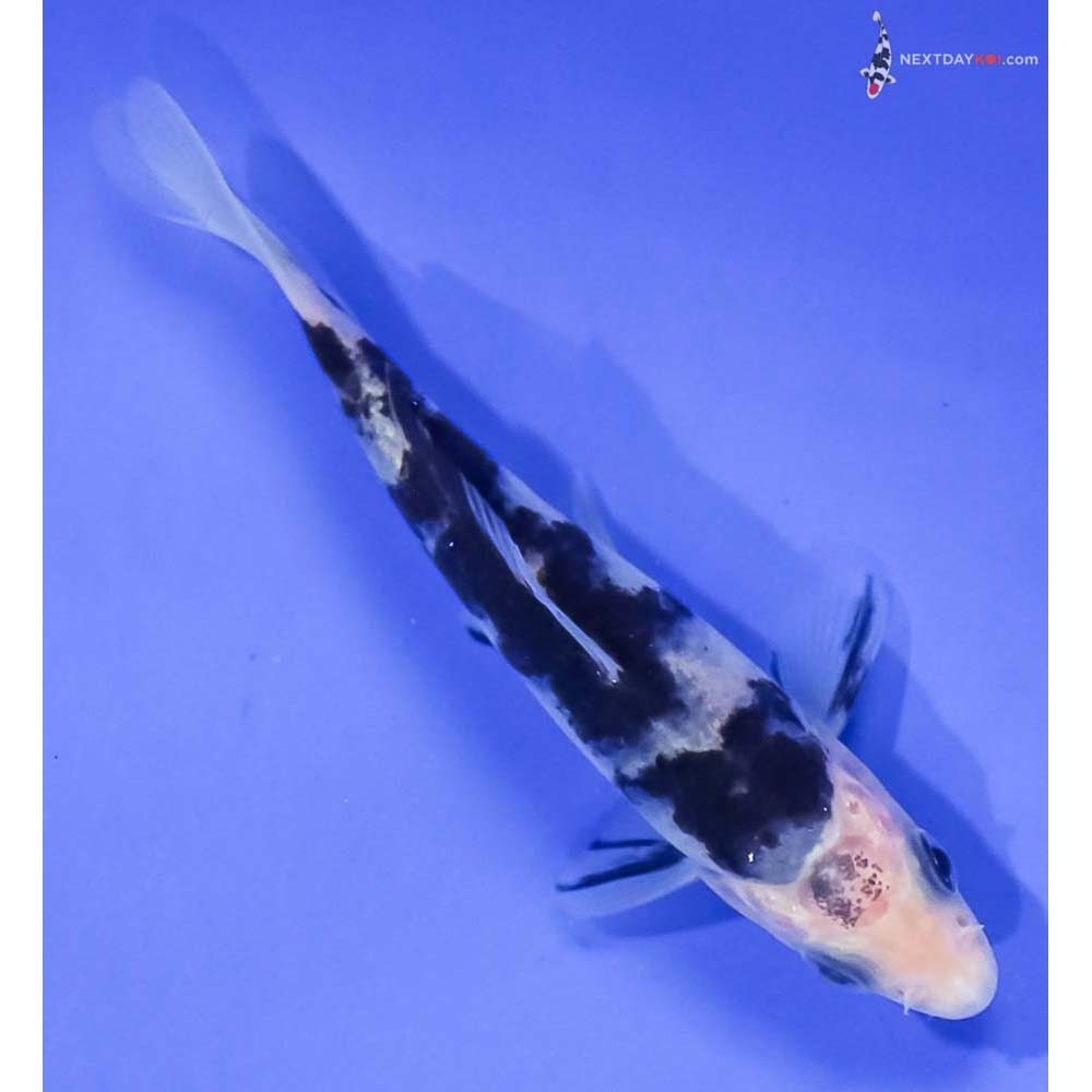 4” Imported Shiro Bekko