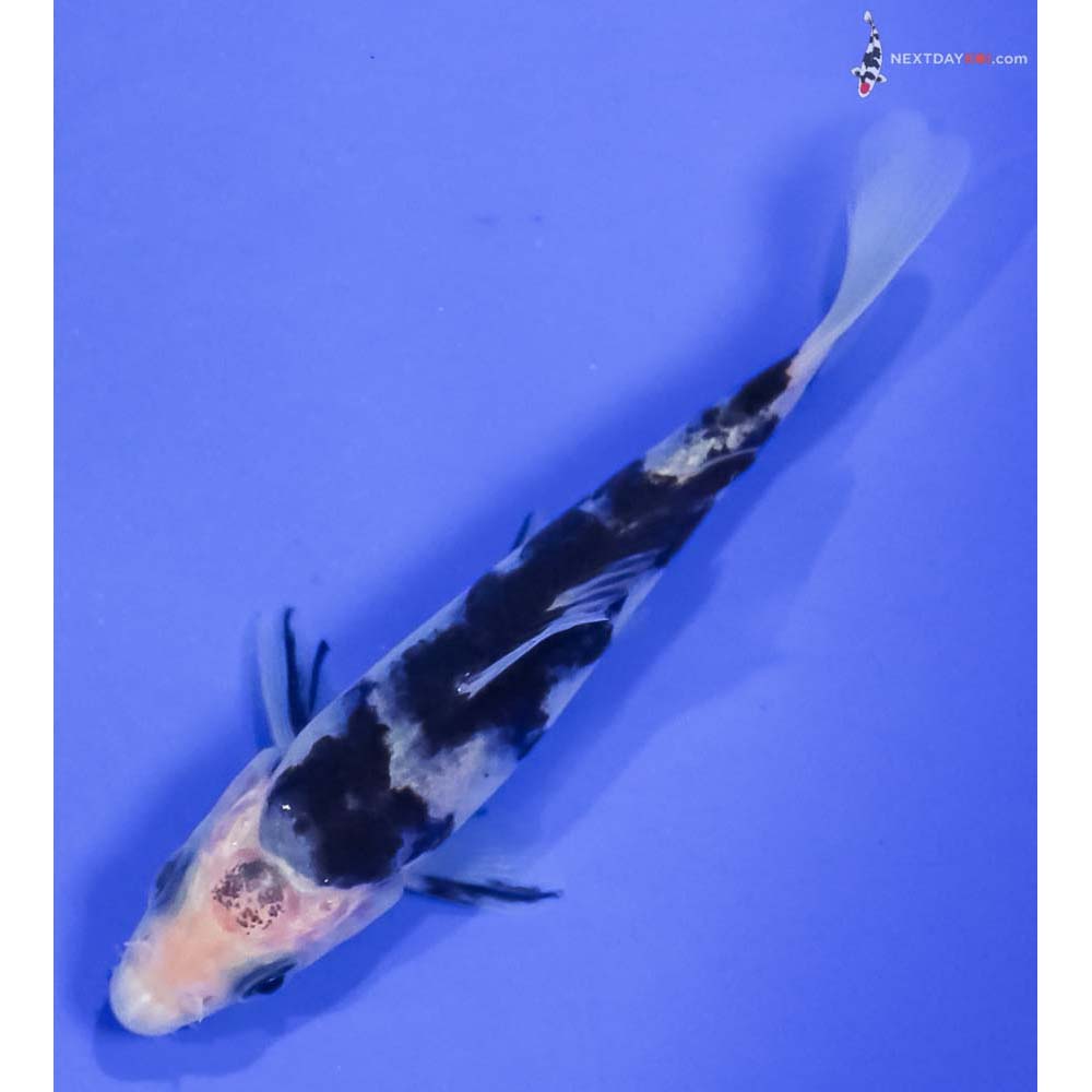 4” Imported Shiro Bekko