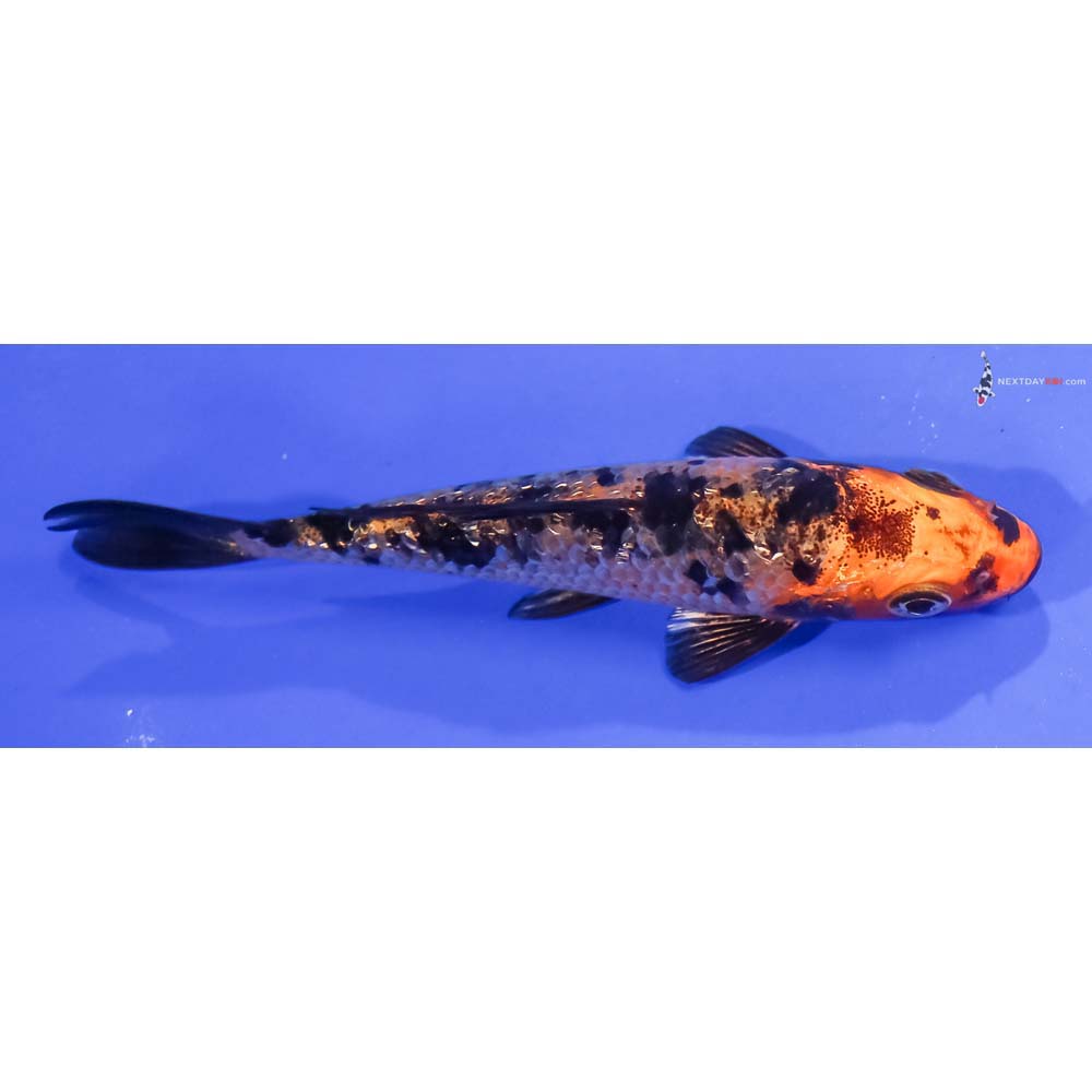 4.5” Imported Gin Rin Kin Aka Bekko