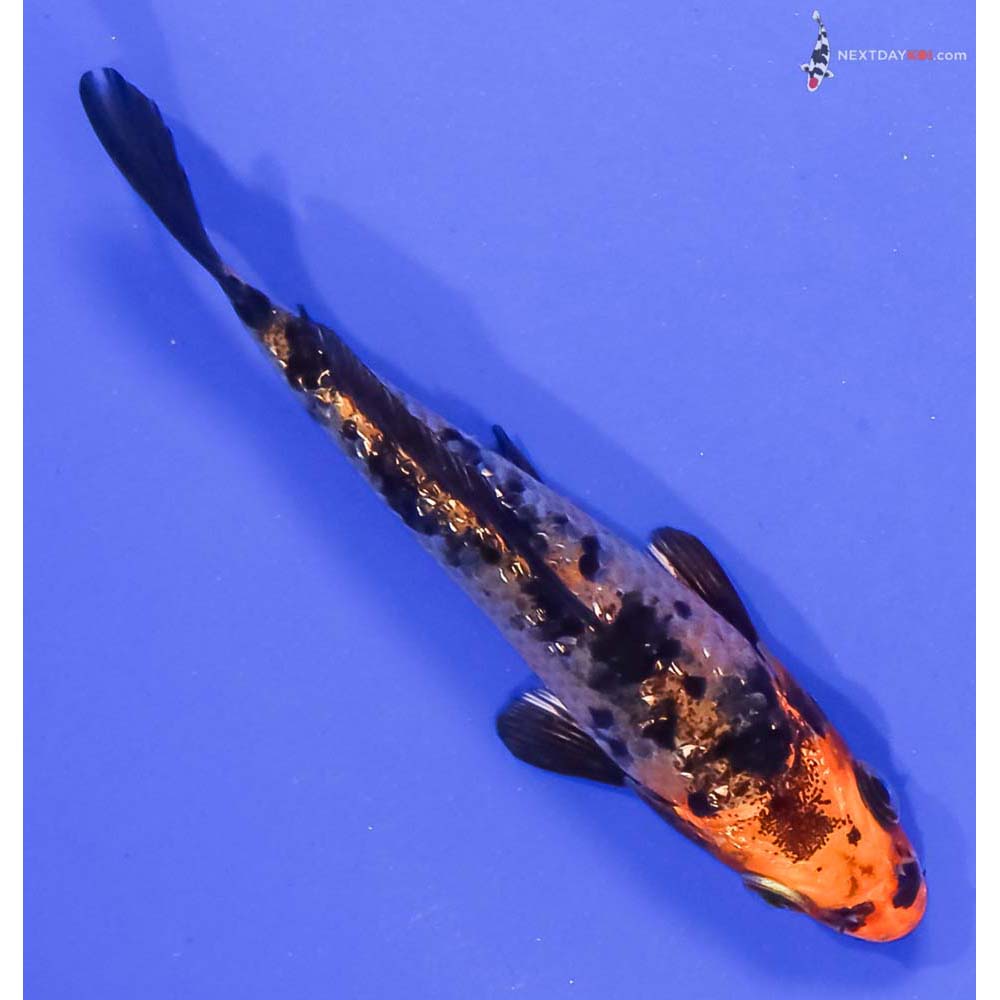 4.5” Imported Gin Rin Kin Aka Bekko