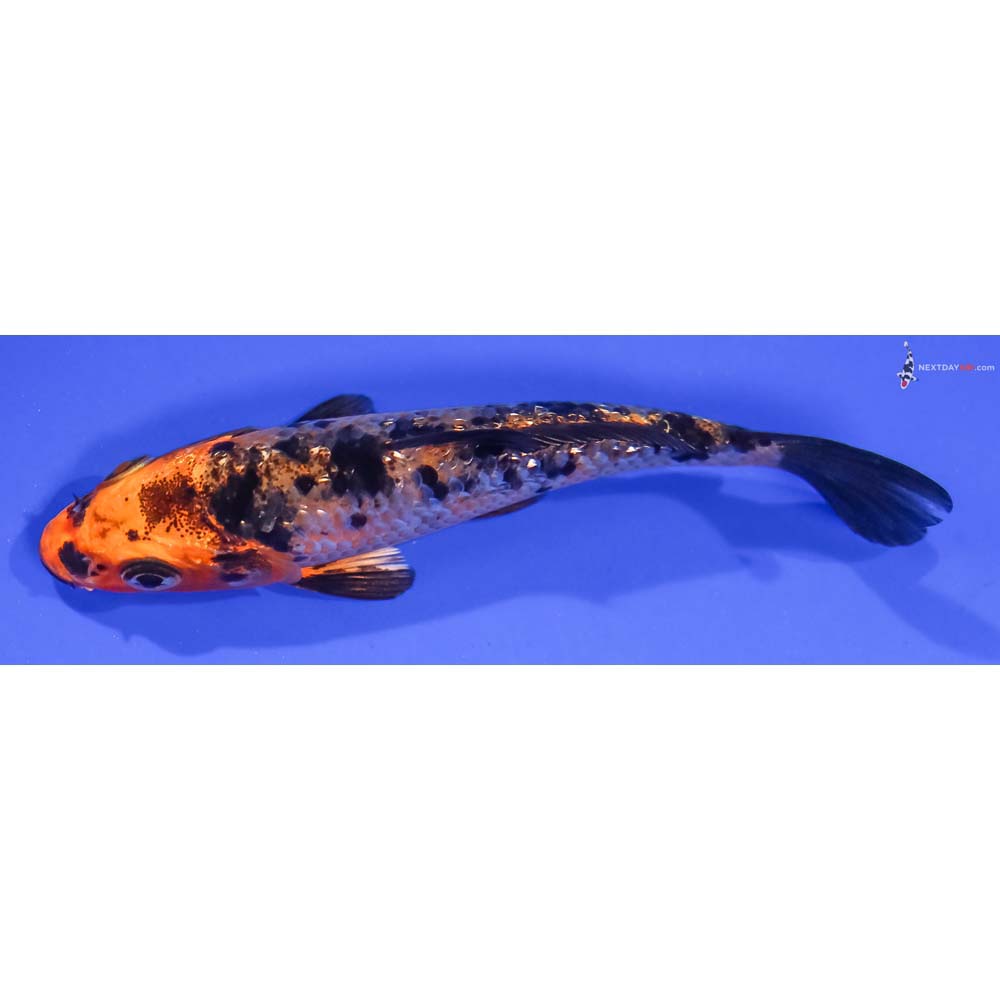 4.5” Imported Gin Rin Kin Aka Bekko