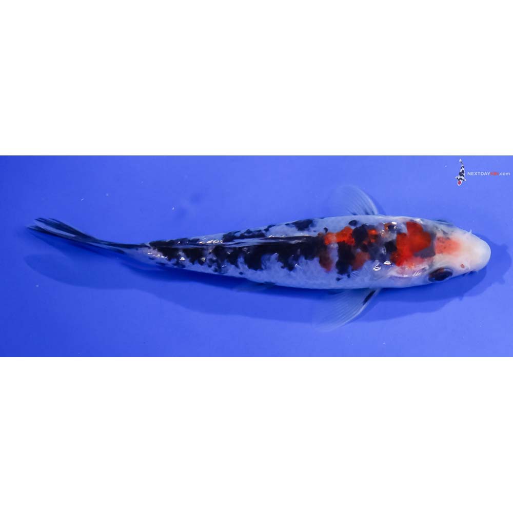 4.5” Imported Sanke