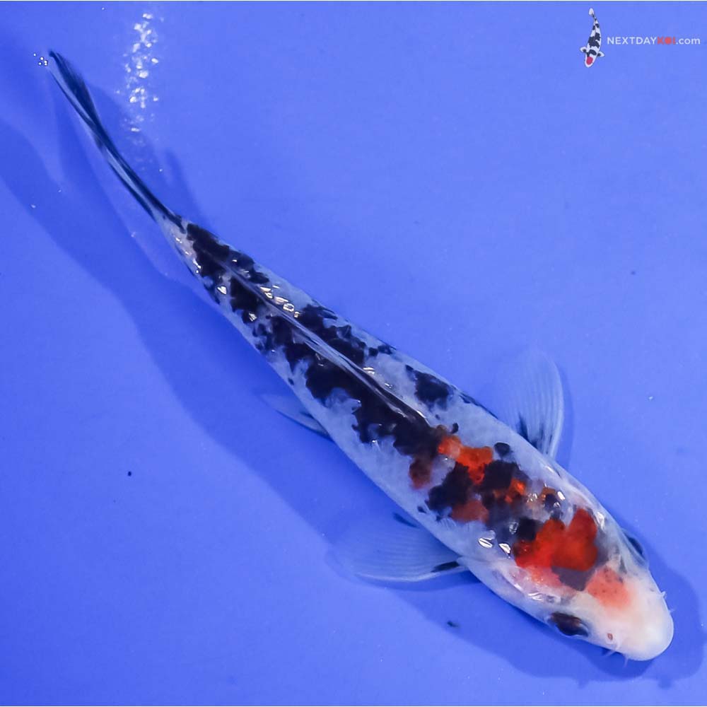 4.5” Imported Sanke