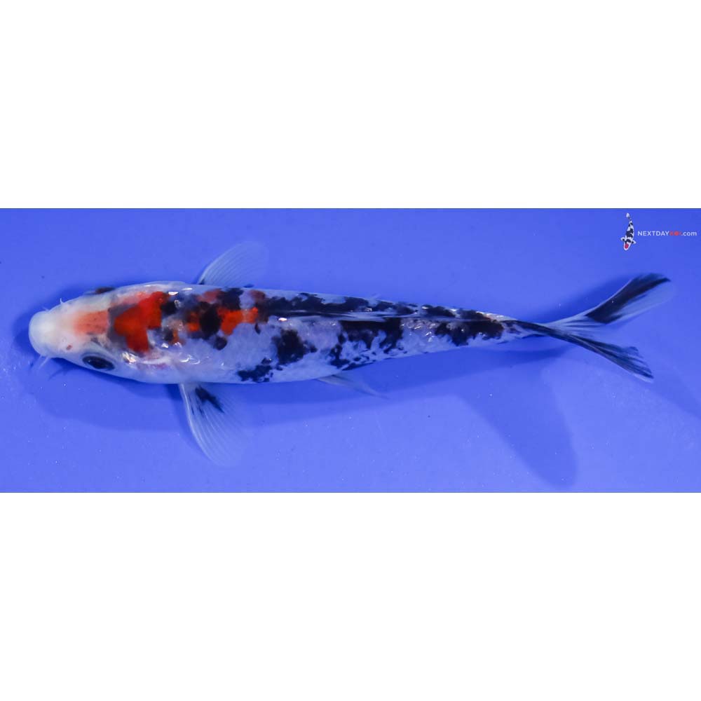 4.5” Imported Sanke