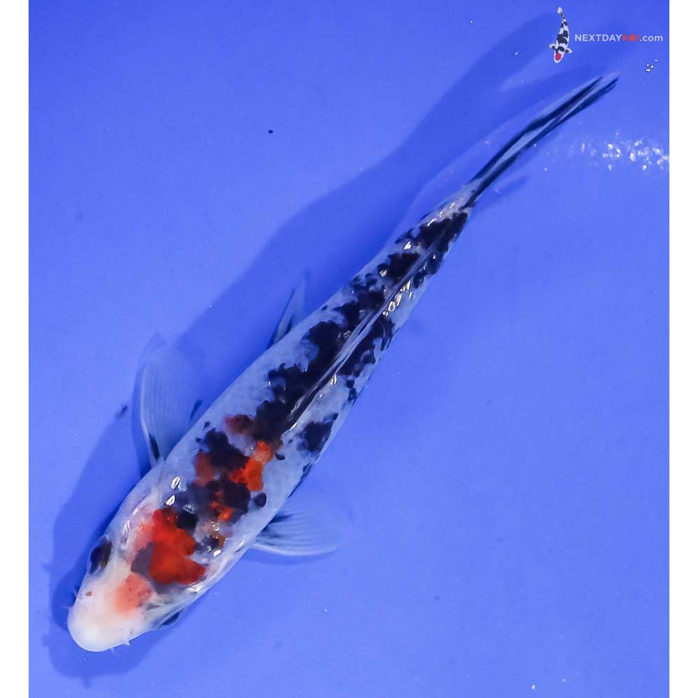 4.5” Imported Sanke