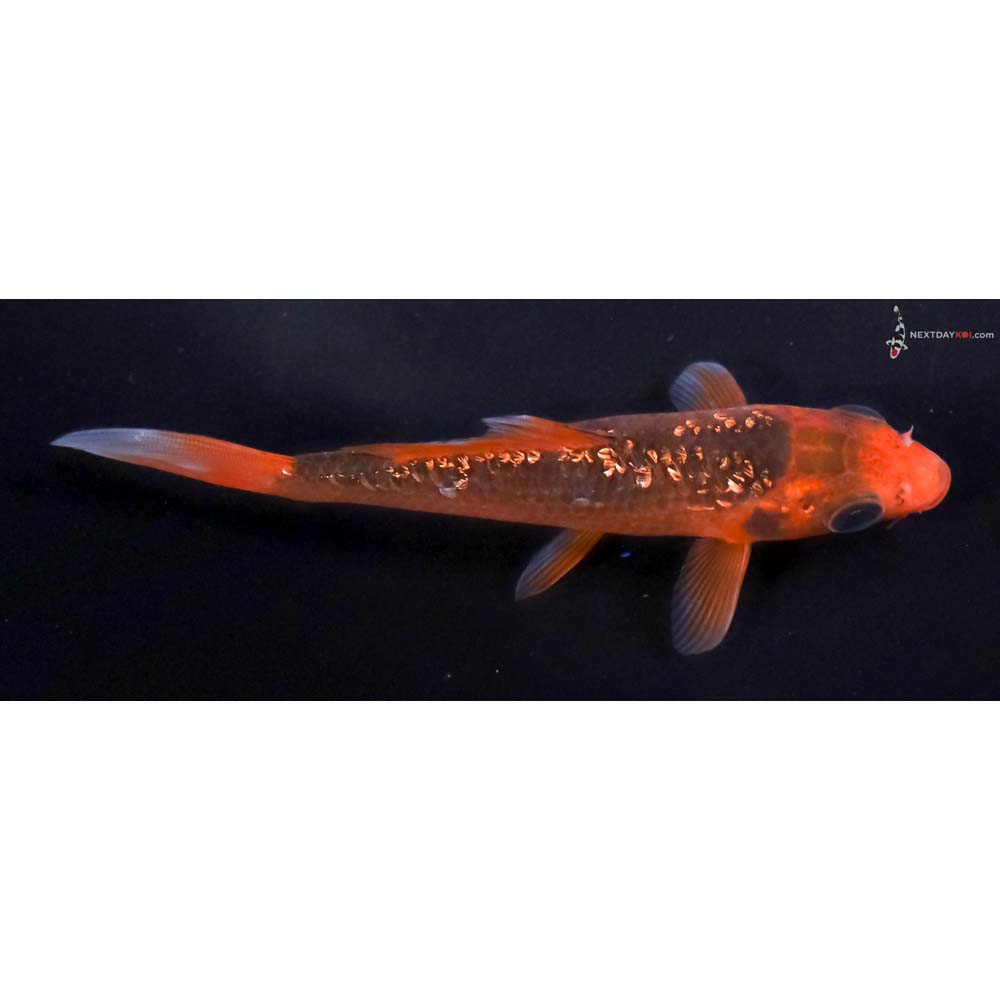 4.5” Imported Gin Rin Hi Asagi