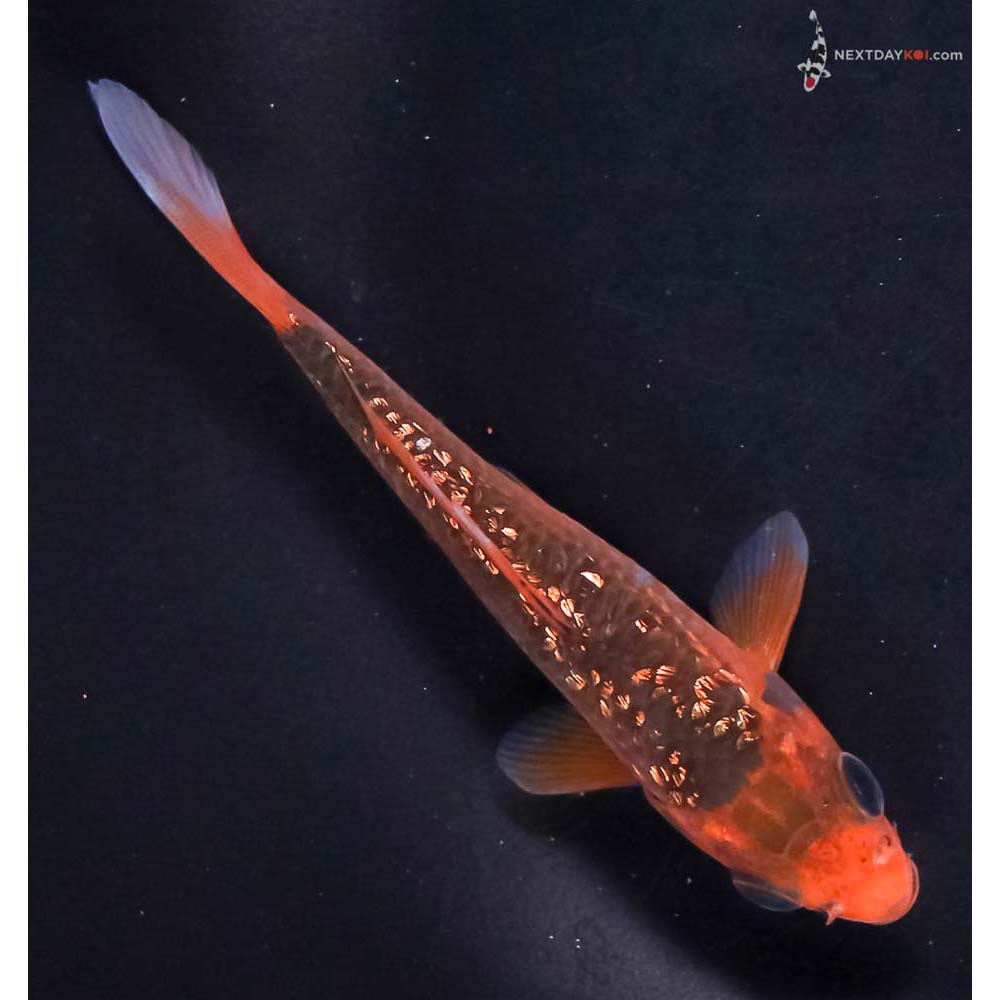 4.5” Imported Gin Rin Hi Asagi