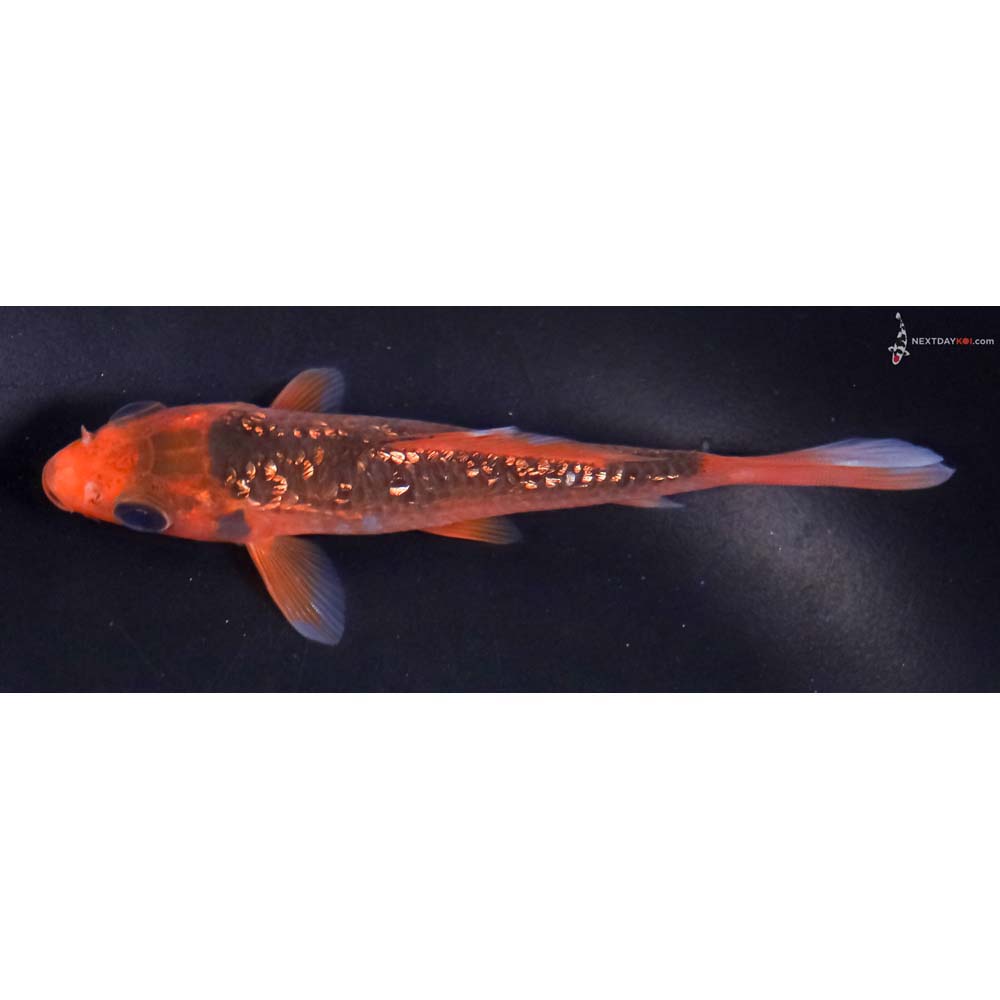 4.5” Imported Gin Rin Hi Asagi